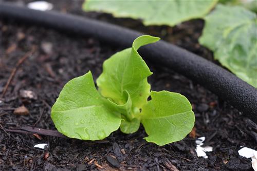 Week 6 Lettuce 